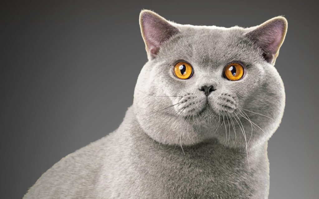 英国短毛猫 BRITISH SHORTHAIR