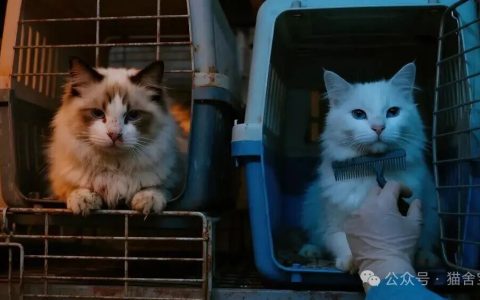 后院猫舍转型白皮书：猫舍宝视角下的痛点破解与合规路径