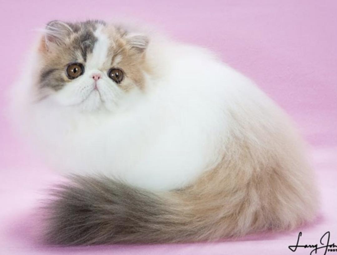 2019 - 2020 赛季 CFA 获奖猫只排名