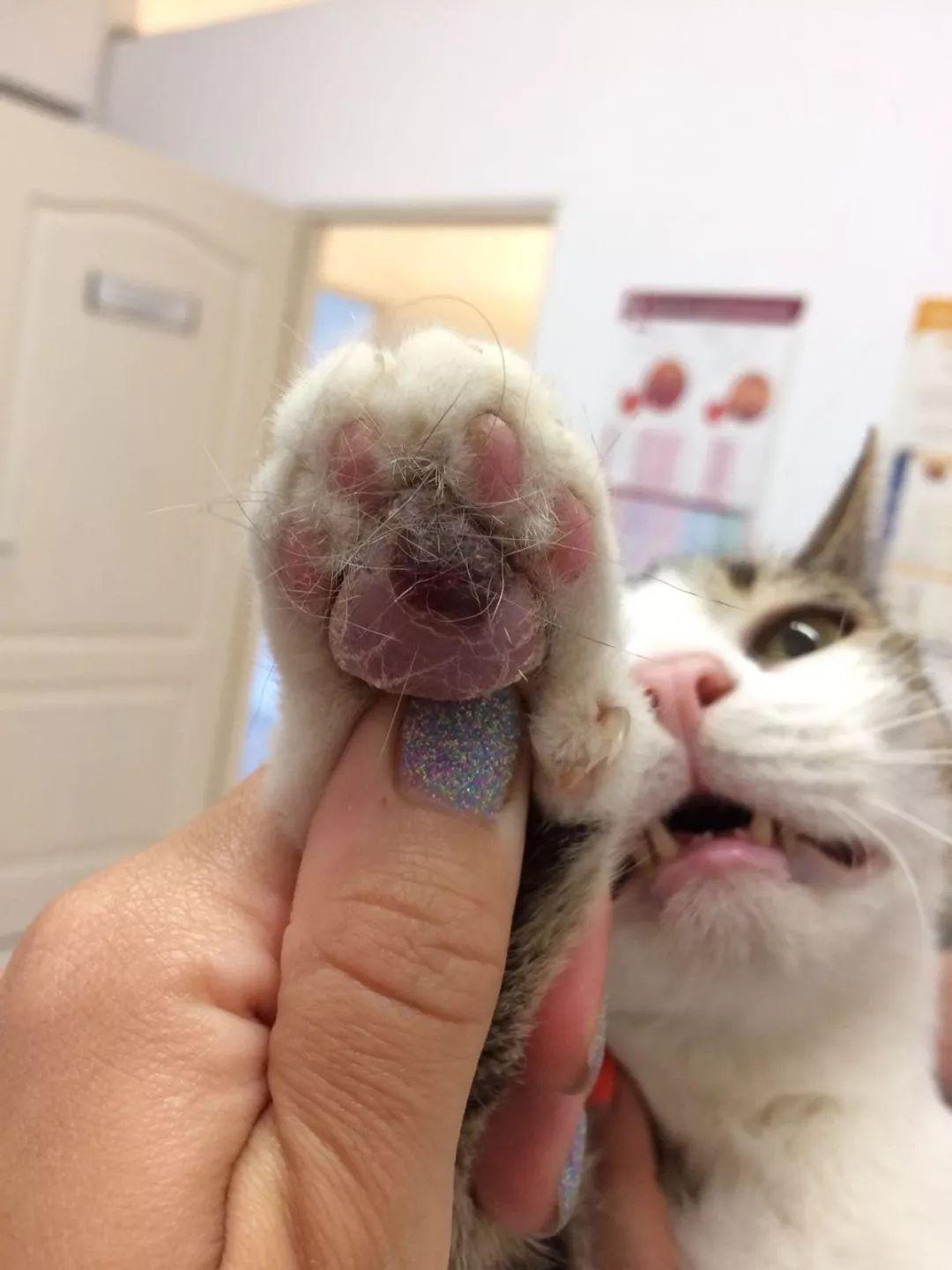 猫咪肉垫龟裂怎么办？