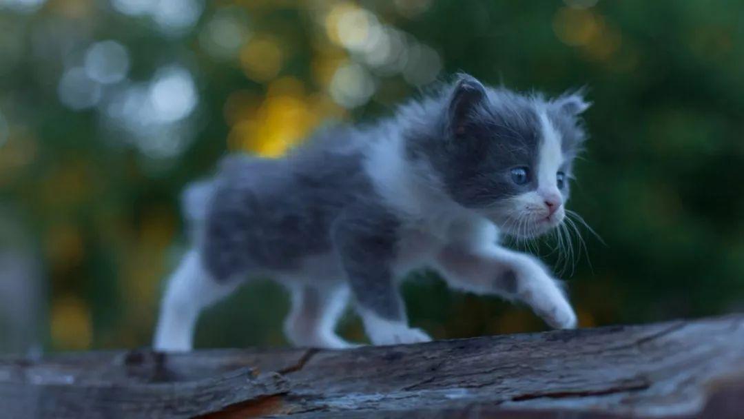 关于猫宝宝的 15 条常识