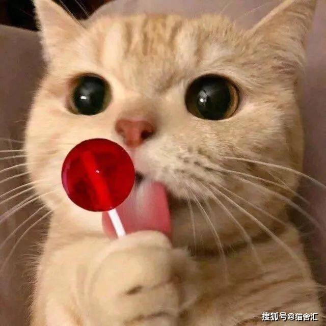 猫舍必看疾病科普│什么？猫咪也会有糖尿病？