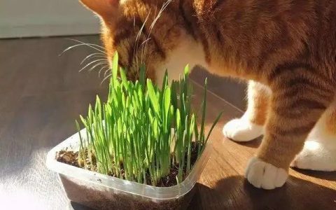 猫舍必看疾病科普│猫咪疾病预防篇