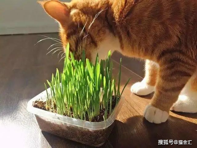 猫舍必看疾病科普│猫咪疾病预防篇