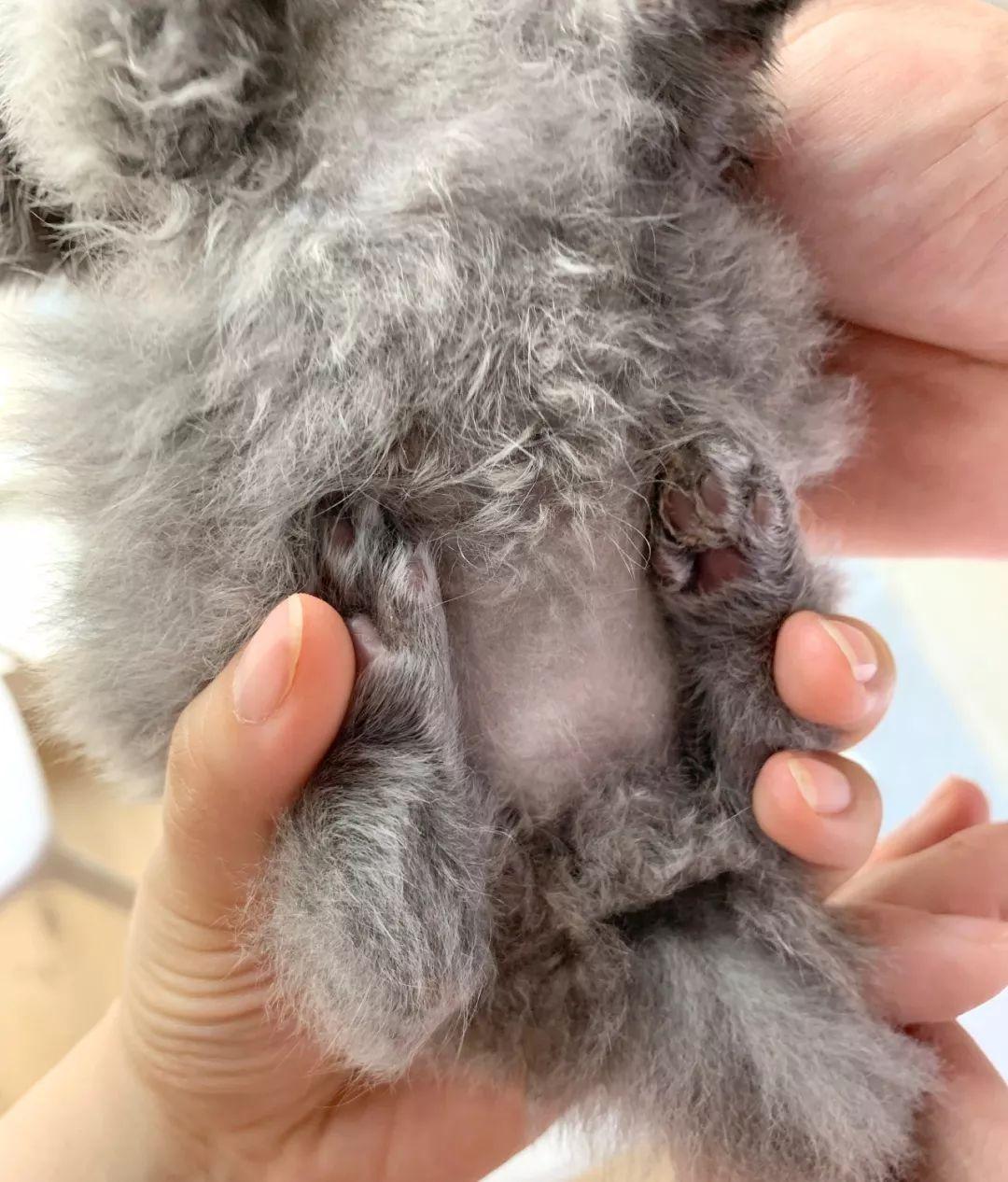 拒绝安乐死：小猫腿部先天畸形的治疗方法（每个繁育人都要看看）