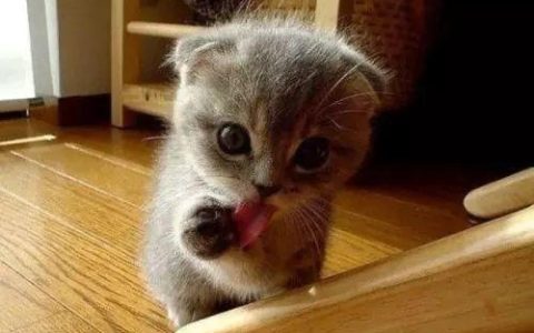 猫咪舔你是为了什么？