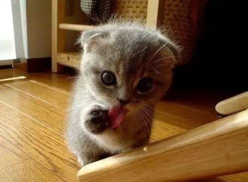 猫咪舔你是为了什么？