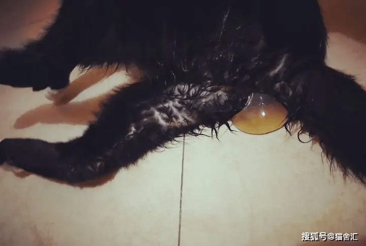 猫剖腹产的详细介绍，你不可不知