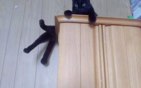 猫咪的登高行为解读