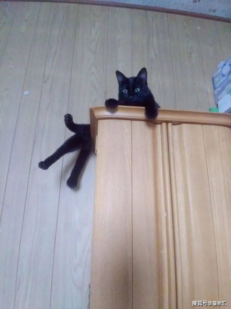 猫咪的登高行为解读