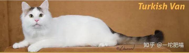 如何做猫舍│猫品种的选择