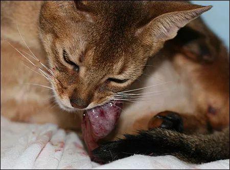 母猫的两种自然分娩方式全图解