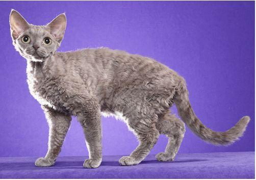 TICA 公开的 79 个品种猫，你认识几个？