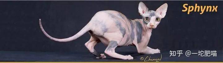 如何做猫舍│猫品种的选择