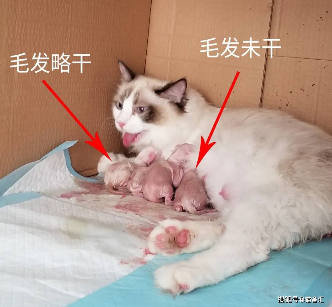 如何做猫舍│如何给猫接生——新生小猫接生及护理