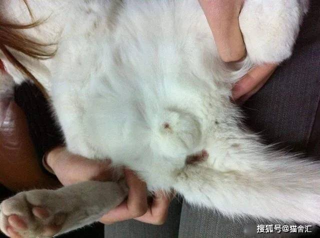 如何做猫舍│公猫不会配种怎么办？