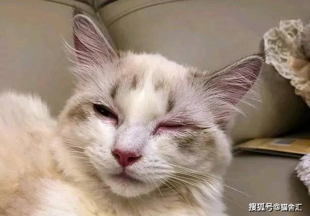 猫舍必看疾病科普│与猫鼻支症状相似的猫衣原体感染