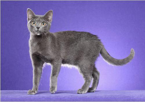 TICA 公开的 79 个品种猫，你认识几个？