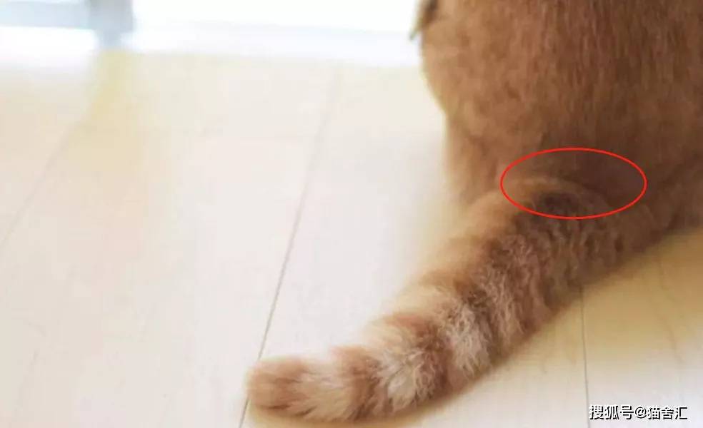 如何做猫舍│怎么在家给猫咪做日常健康检查？