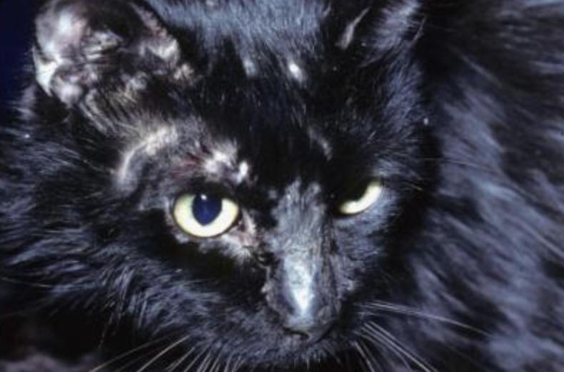 猫咪耳朵和头部掉毛的12个原因