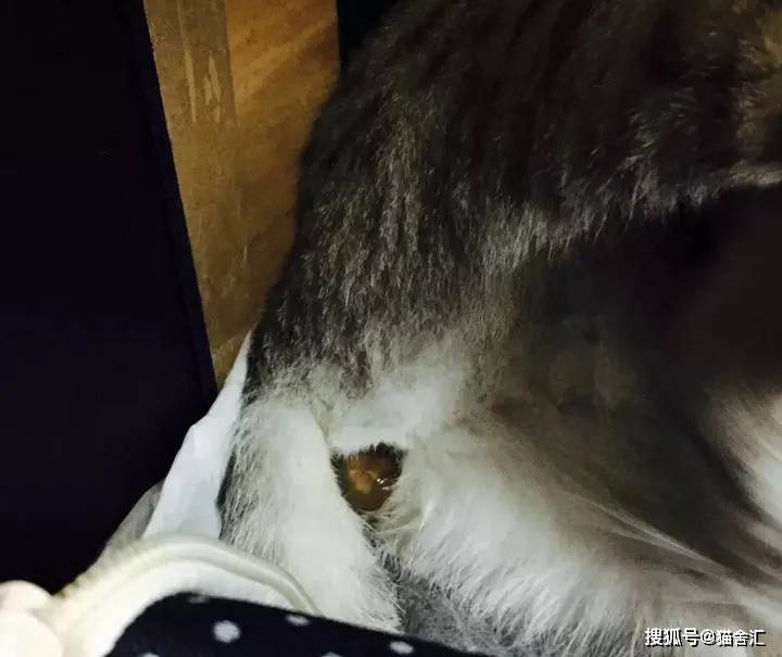 如何做猫舍│如何给猫接生——新生小猫接生及护理