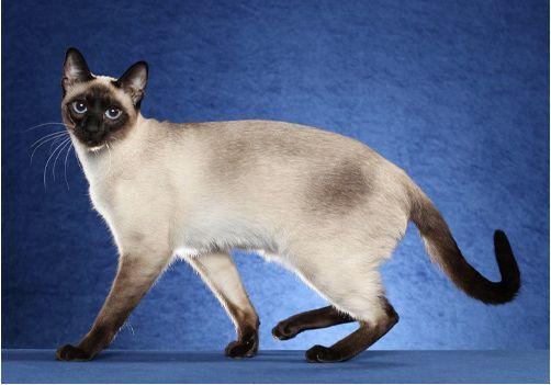 TICA 公开的 79 个品种猫，你认识几个？