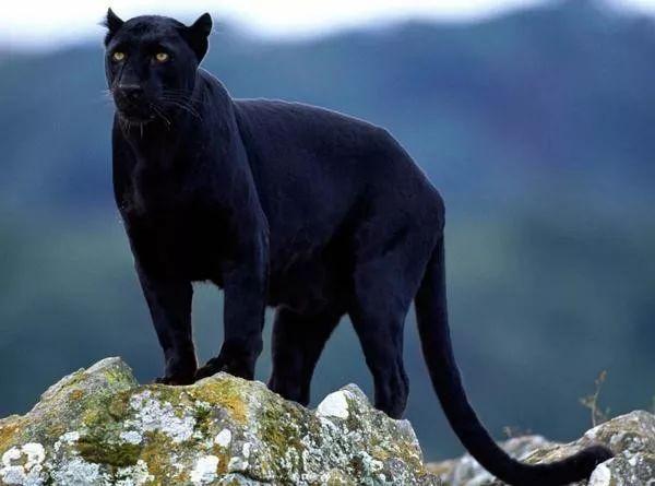 大黑猫，才是幸运之猫！