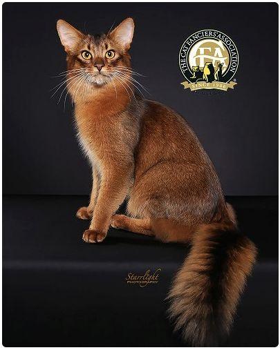 CFA 认证的这 46 个品种猫，你认识几种？（含 3 个考察期品种）