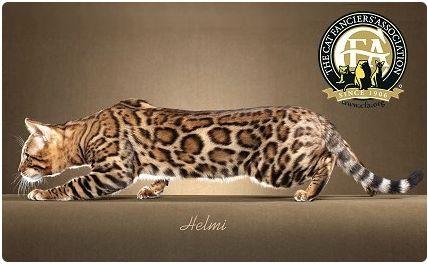 CFA 认证的这 46 个品种猫，你认识几种？（含 3 个考察期品种）