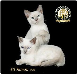 CFA 认证的这 46 个品种猫，你认识几种？（含 3 个考察期品种）