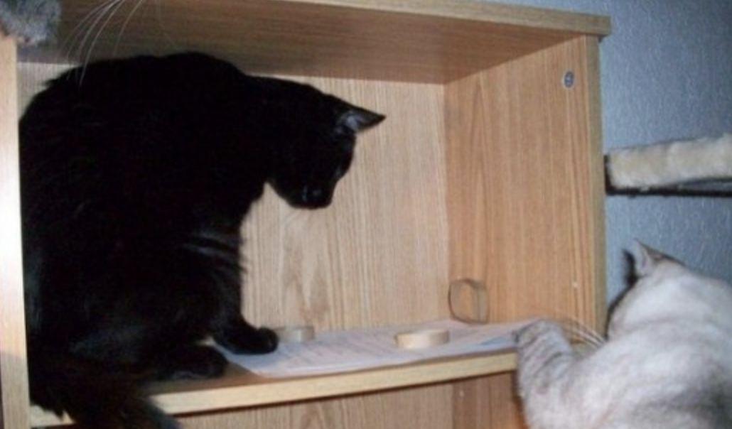 6 款猫咪超爱玩的 DIY 玩具