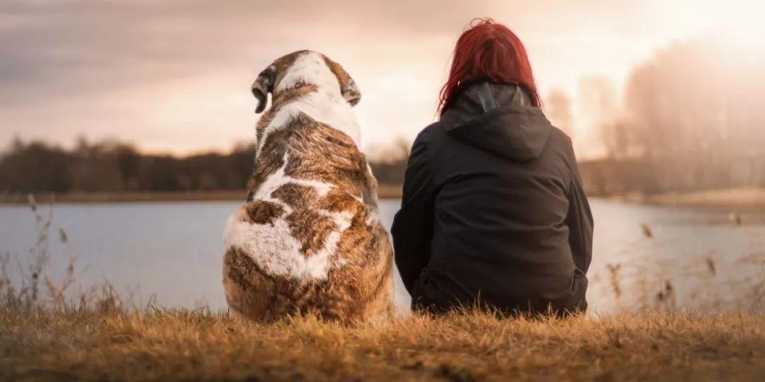 一个证明猫爱你的心理学实验