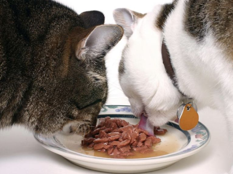 为什么最好一次带两只小猫回家？