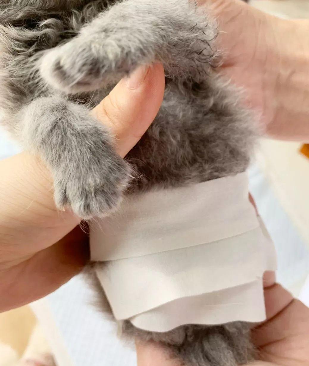 拒绝安乐死：小猫腿部先天畸形的治疗方法（每个繁育人都要看看）