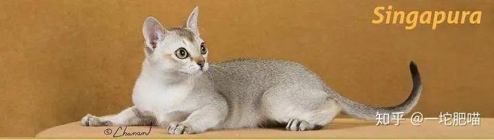 如何做猫舍│猫品种的选择