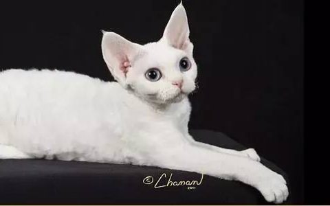 如何做猫舍│猫舍的卫生管理