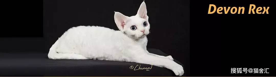 如何做猫舍│猫舍的卫生管理