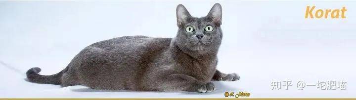 如何做猫舍│猫品种的选择