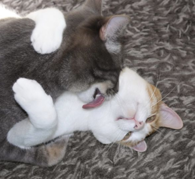 为什么最好一次带两只小猫回家？