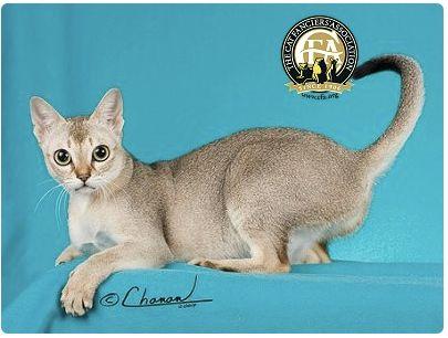 CFA 认证的这 46 个品种猫，你认识几种？（含 3 个考察期品种）