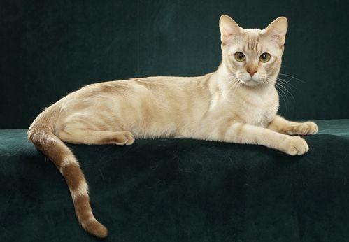 TICA 公开的 79 个品种猫，你认识几个？