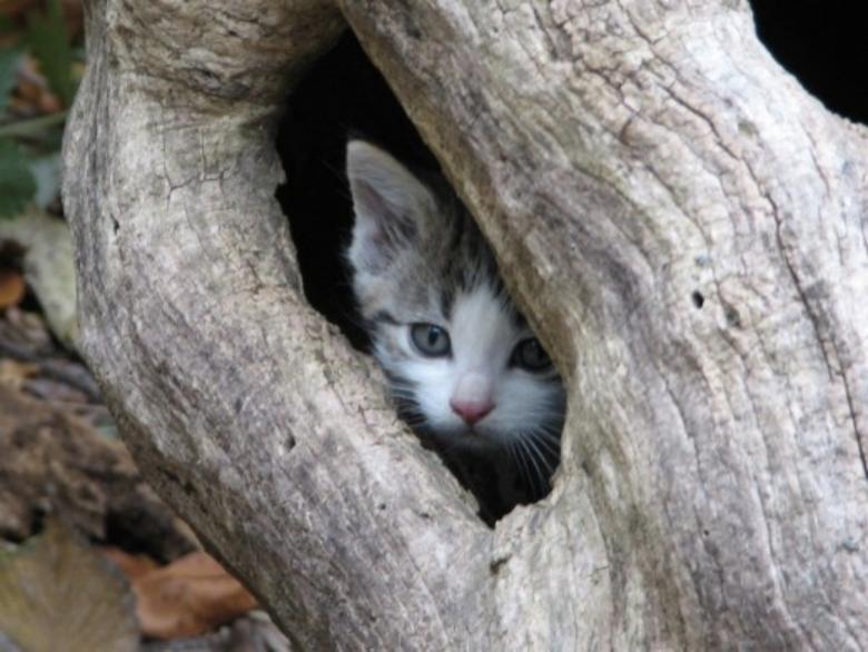 我是如何驯服一只野猫的？