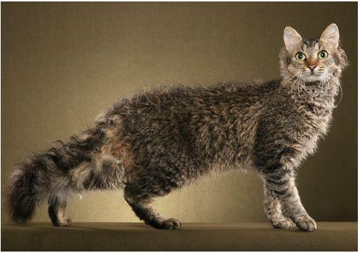 TICA 公开的 79 个品种猫，你认识几个？