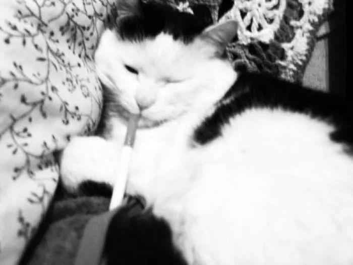 三十种绝对不能给猫吃的食物！