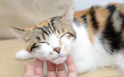 猫咪真的喜欢被亲吻吗？