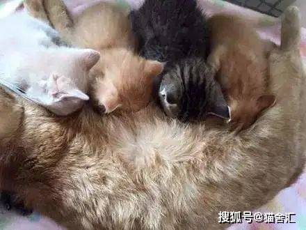 你应该知道的母猫产后护理那些事