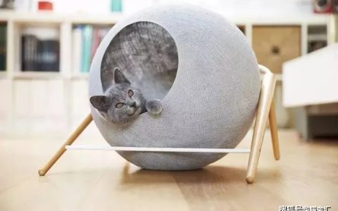 如何做猫舍│打造出舒适猫舍的6大关键点