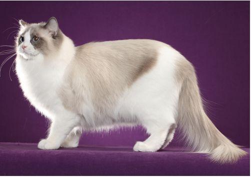 TICA 公开的 79 个品种猫，你认识几个？