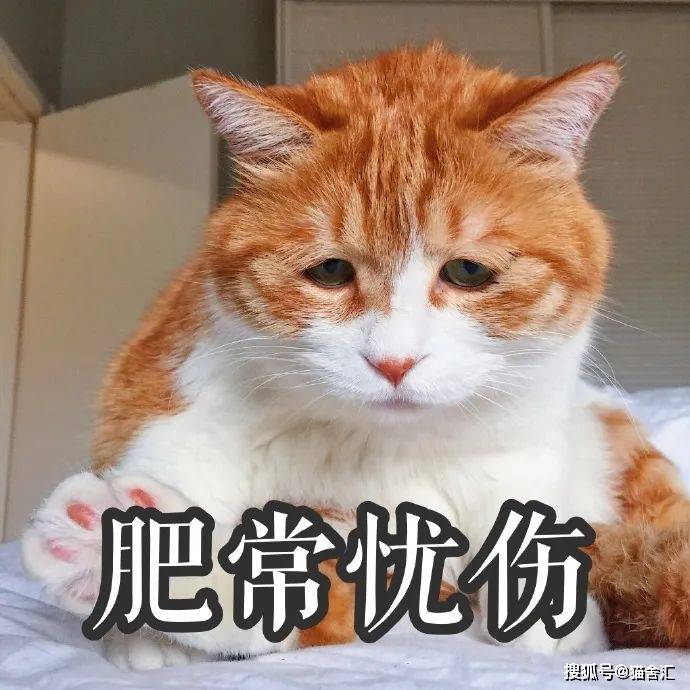 猫舍需要重视的猫咪压力源