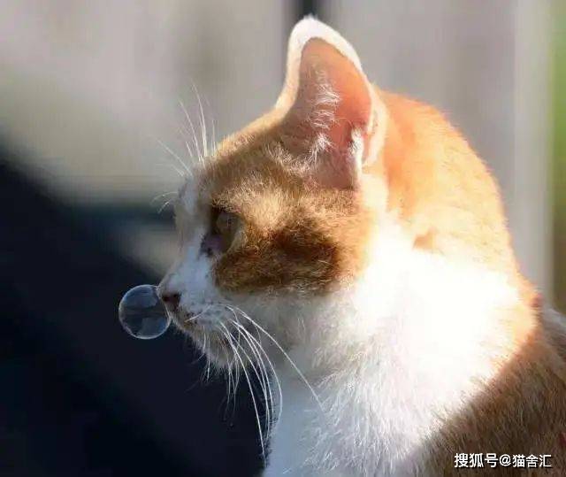 猫舍必看疾病科普│猫咪疾病预防篇